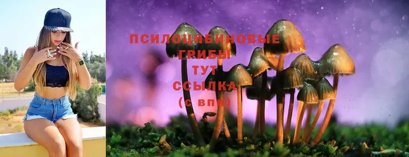 darknet как зайти  Струнино  Галлюциногенные грибы Psilocybine cubensis 